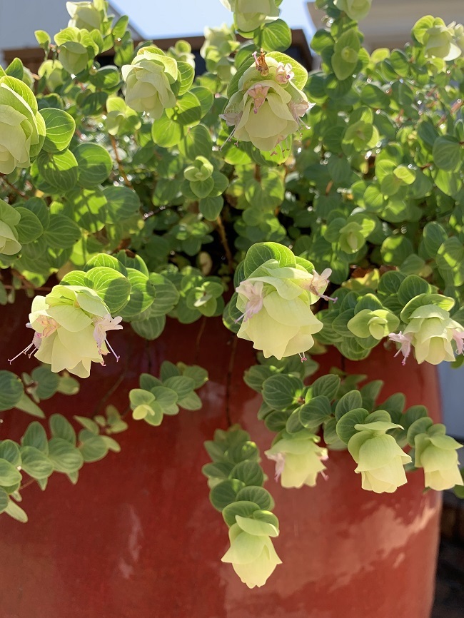 宿根草で毎年この時期になると沢山の花を咲かせてくれます。
花弁は何層のもなっていてとても可愛らしいです❁