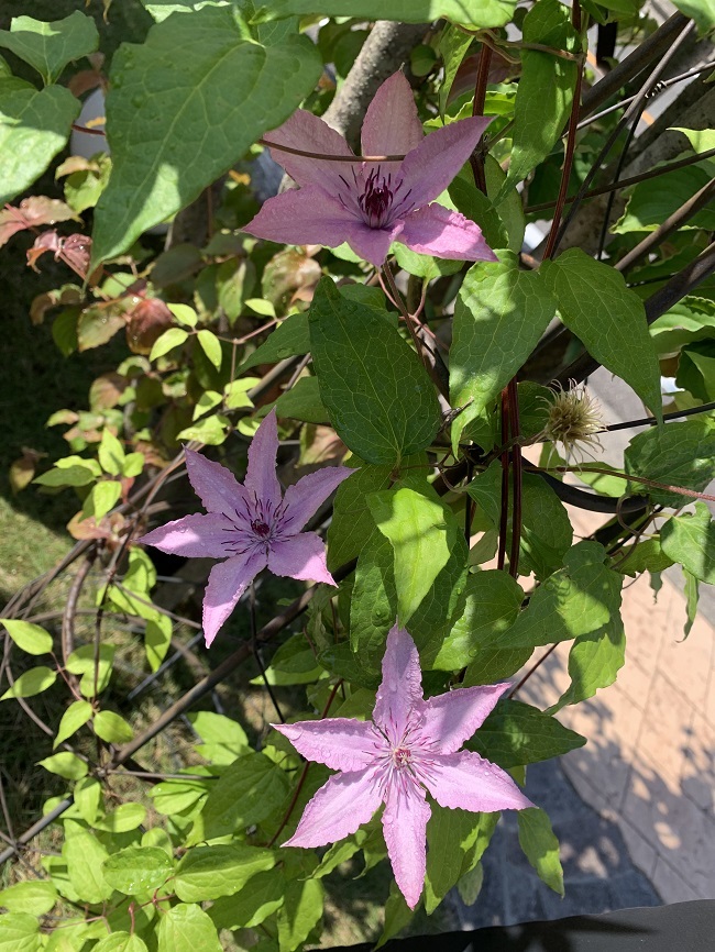 つる植物で展示場ではパーゴラに巻きついています。