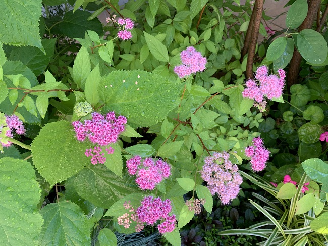 一本の株から花が咲き濃いピンク・薄いピンクの花を毎年咲かせてくれます。
樹木の根元に植えると感じがいいです！